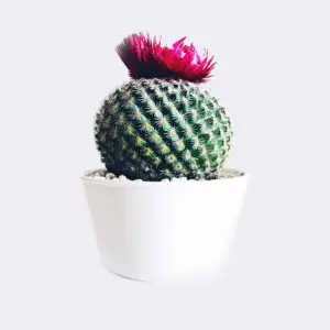Home cactus4 free img