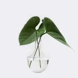 Home plant1 free img