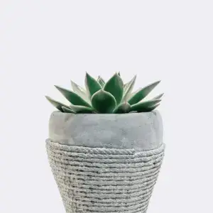 Home plant5 free img